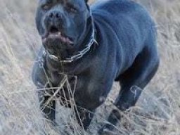 blue_blood_cane_corso_20211215_1113686898